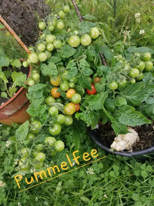 Tomaten: Pummelfee