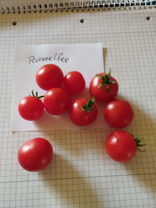 Tomaten: Pummelfee Microdwarf