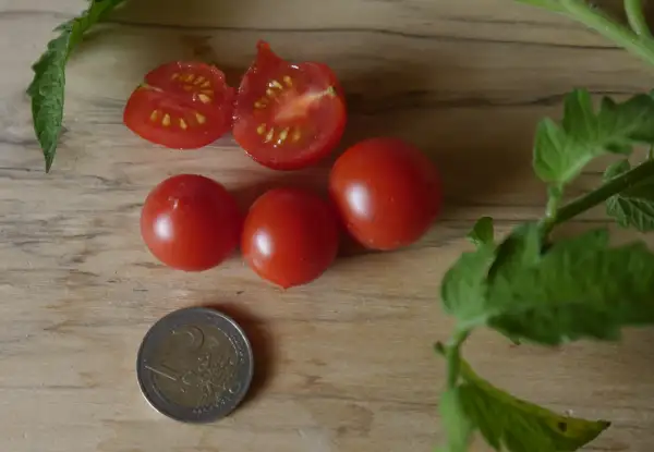 Tomaten: Pummelfee (Mikrodwarf)