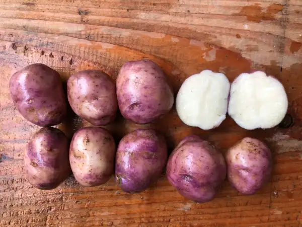 Kartoffeln: Punane Saarlane