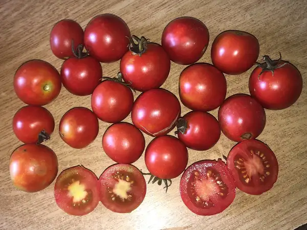 Tomaten: Punta Banda