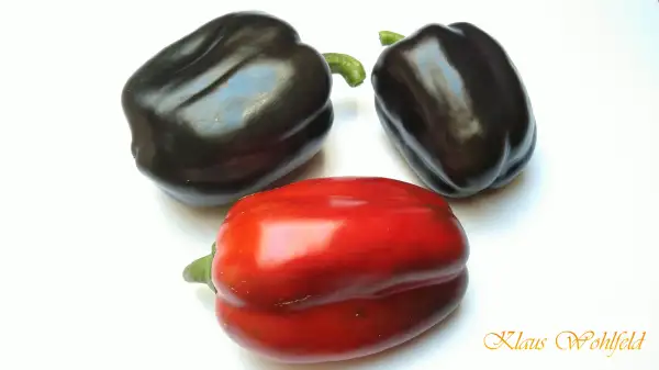 Chili / Paprika: Purble Bell black