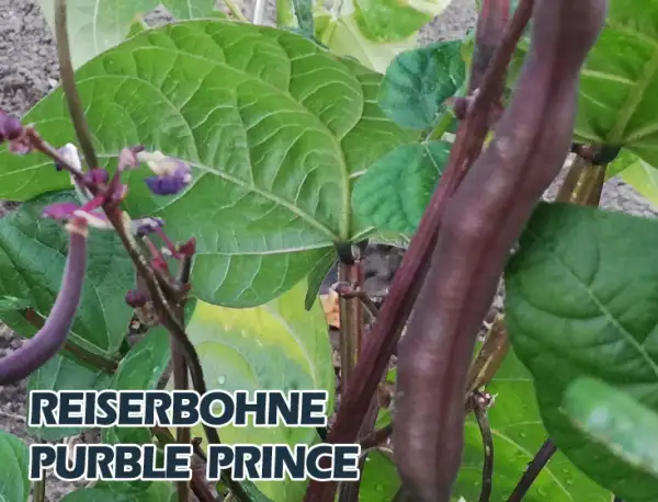 Bohnen: Purble Prince