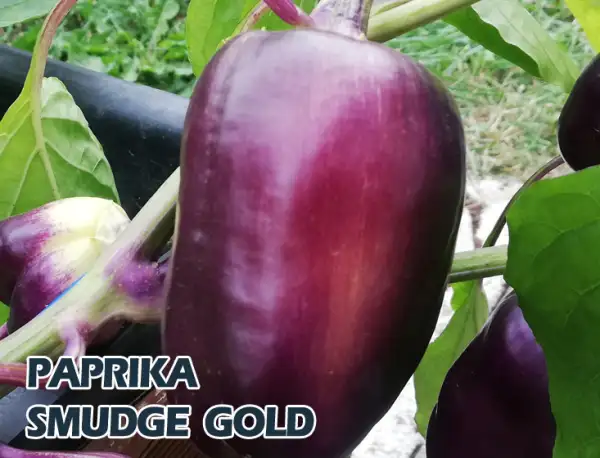 Paprika: Purble Smudge Gold