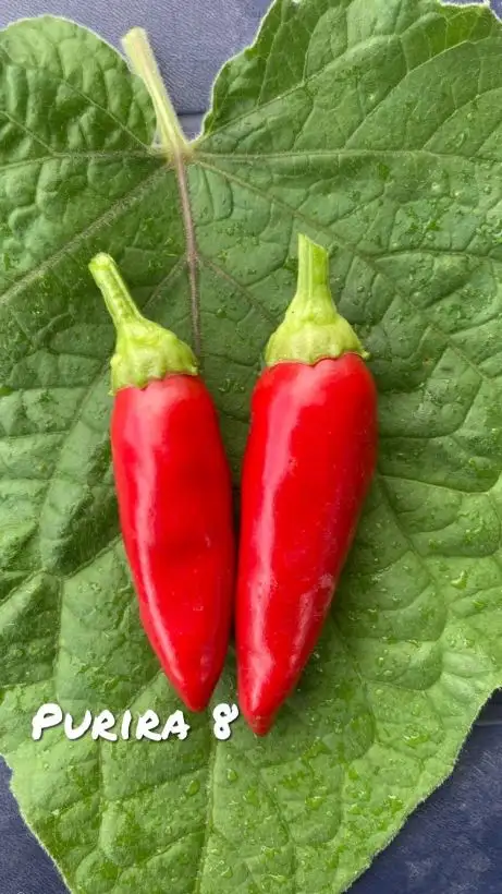 Chili / Paprika: Purira