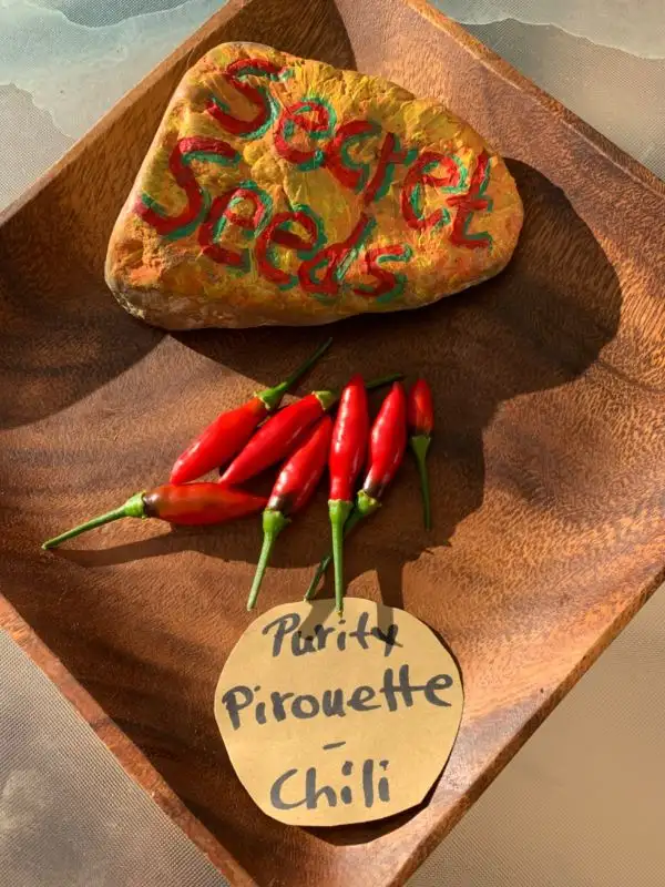 Chili / Paprika: Purity Pirouette