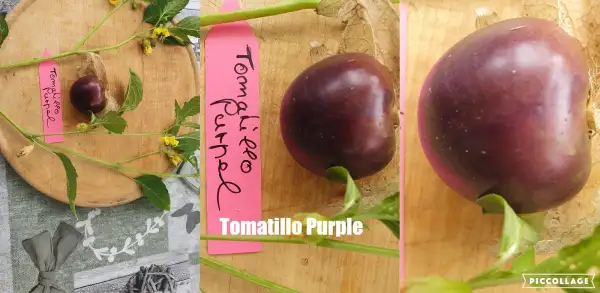 Obst: Purple - Tomatillo