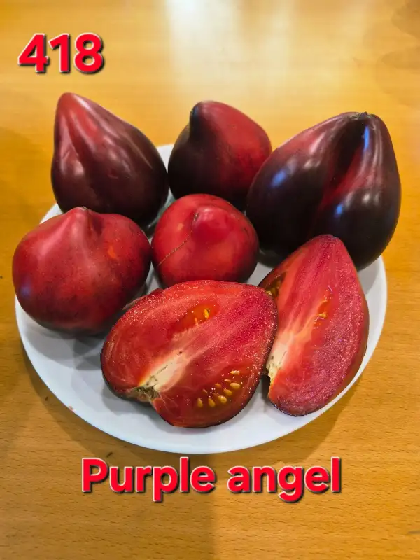 Tomaten: Purple angel