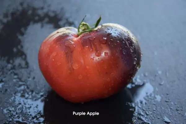 Tomaten: Purple Apple