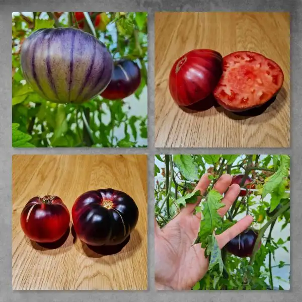 Tomaten: Purple Apple