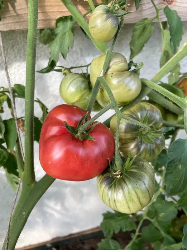 Tomaten: Purple Apple
