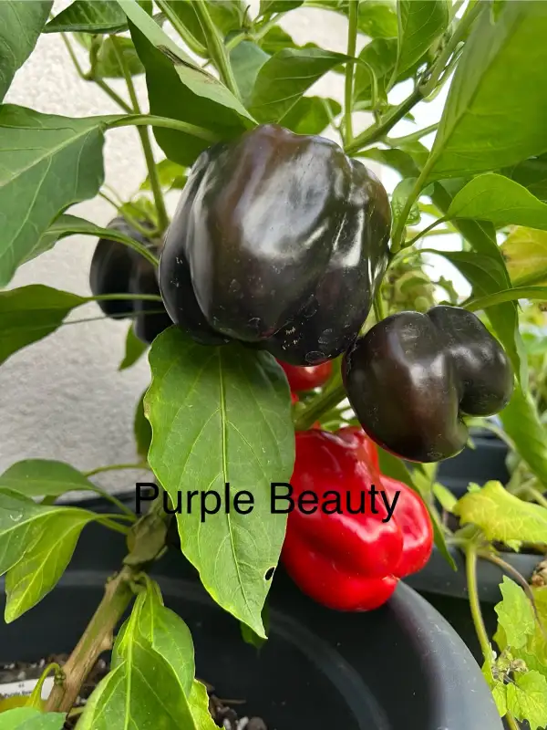 Chili / Paprika: Purple Beauty