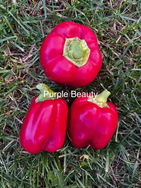 Chili / Paprika: Purple Beauty