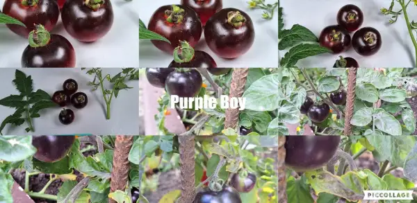 Tomaten: Purple Boy - Zwergtomate
