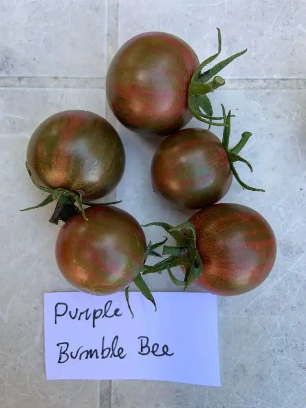 Tomaten: Purple Bumble Bee