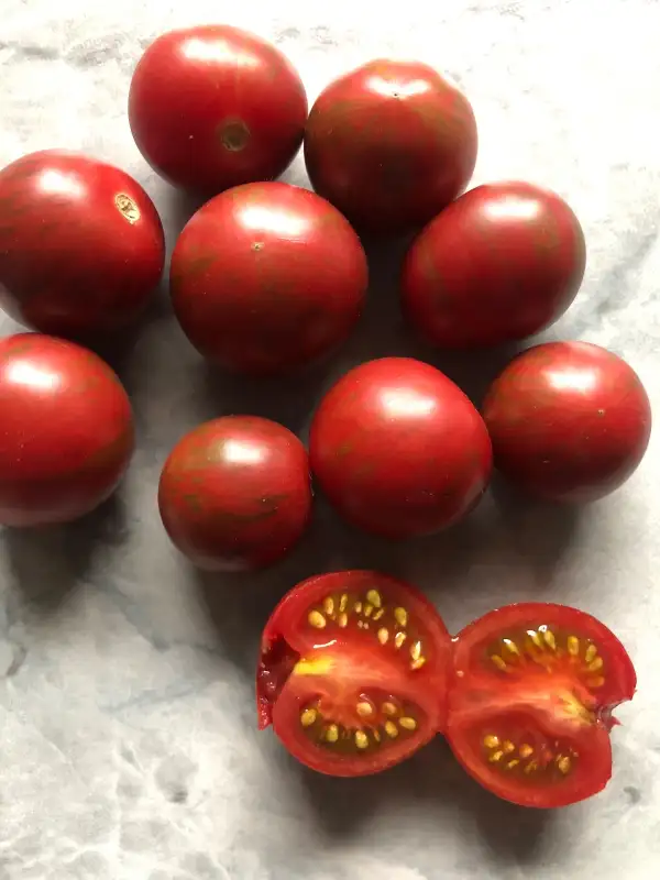 Tomaten: Purple Bumble Bee