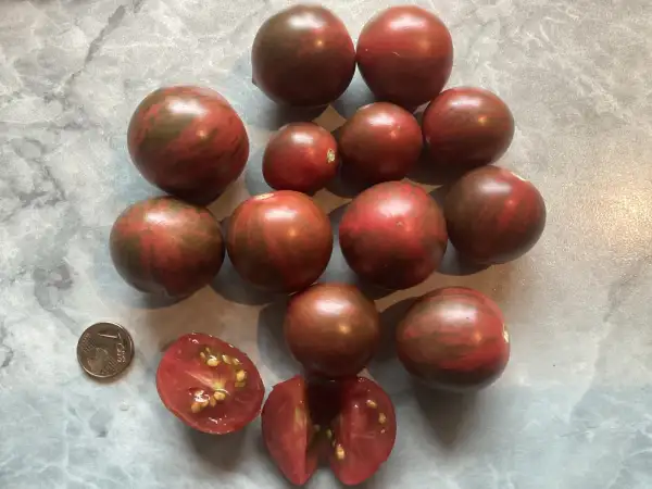Tomaten: Purple Bumble Bee