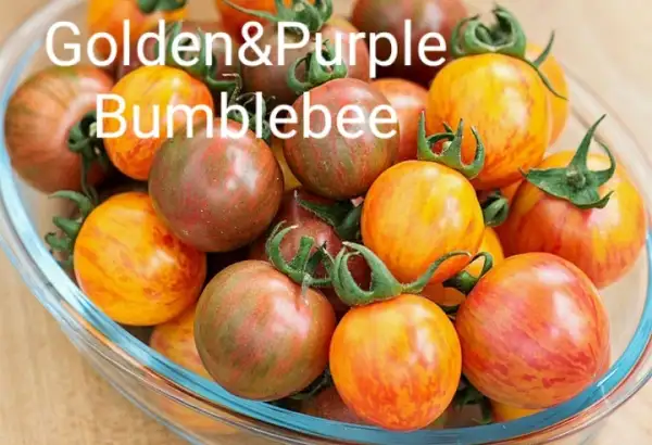 Tomaten: Purple Bumblebee