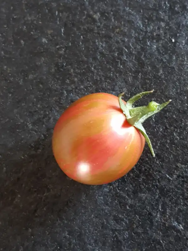 Tomaten: Purple Bumblebee