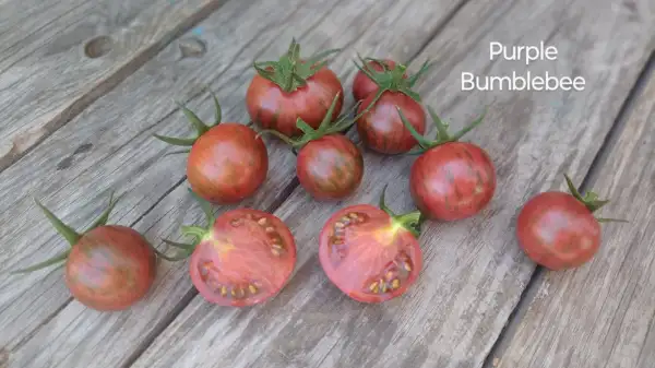 Tomaten: Purple Bumblebee
