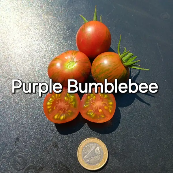 Tomaten: Purple Bumblebee