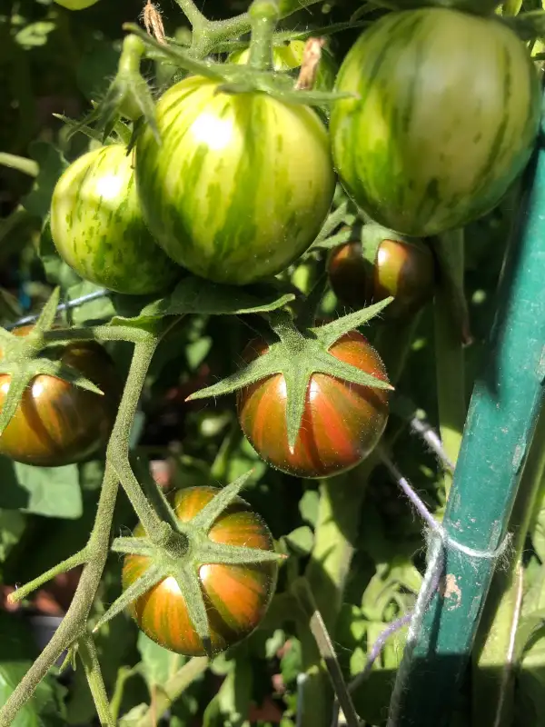 Tomaten: Purple Bumblebee
