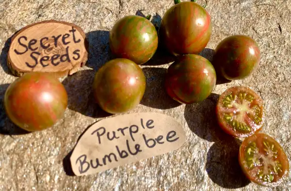 Tomaten: Purple Bumblebee