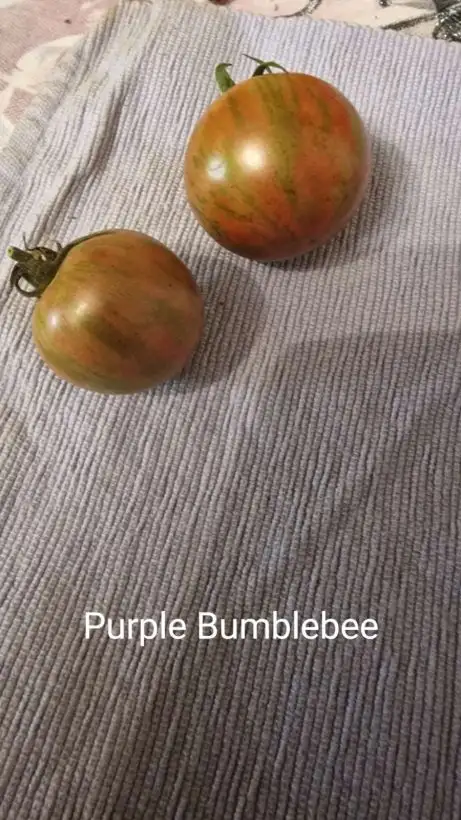 Tomaten: Purple Bumblebee