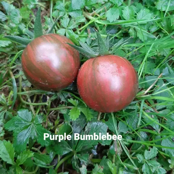 Tomaten: Purple Bumblebee