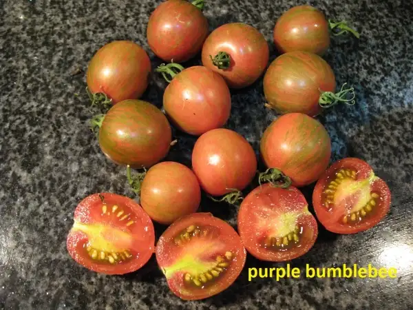 Tomaten: Purple Bumblebee