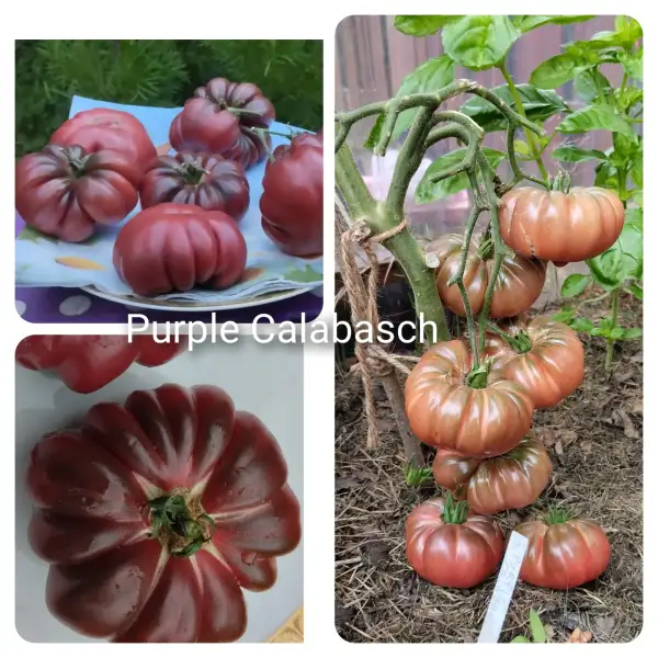 Tomaten: Purple Calabash - wie guter Wein