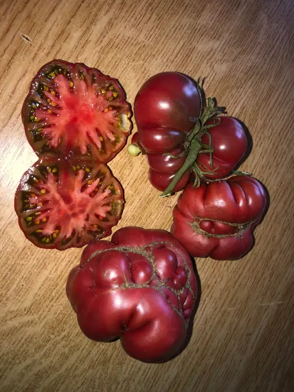 Tomaten: Purple calabash