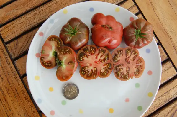 Tomaten: Purple calabash