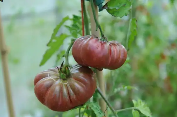 Tomaten: Purple calabash