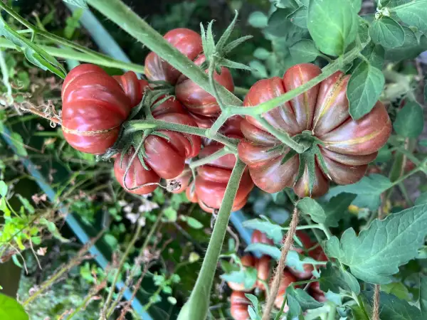 Tomaten: Purple calabash