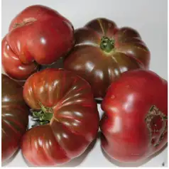 Tomaten: Purple calabash