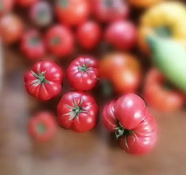 Tomaten: Purple calabash