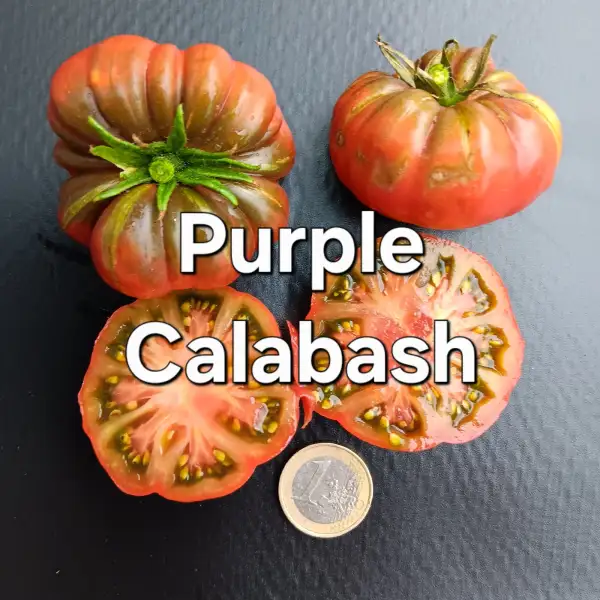 Tomaten: Purple calabash