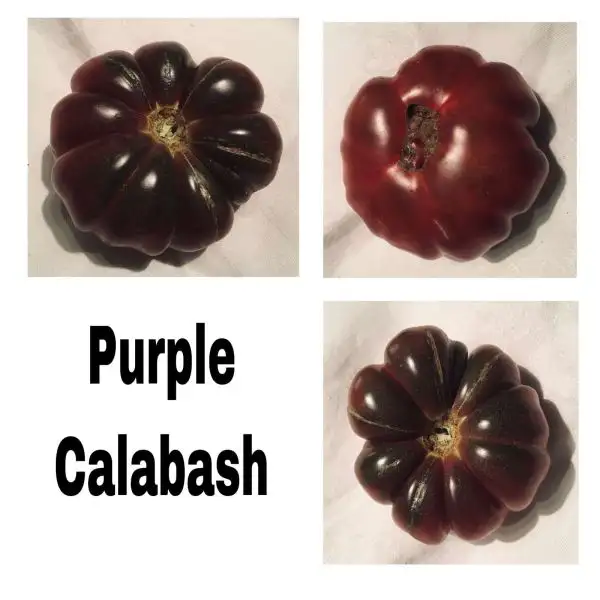 Tomaten: Purple calabash