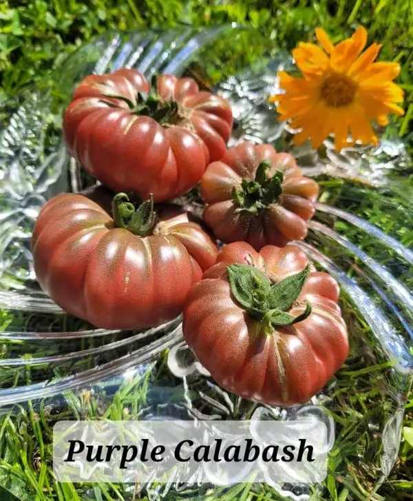 Tomaten: Purple calabash