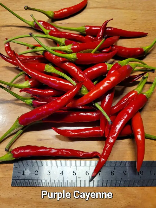 Chili / Paprika: Purple Cayenne	Schärfe:	7	Höhe:	80-100cm