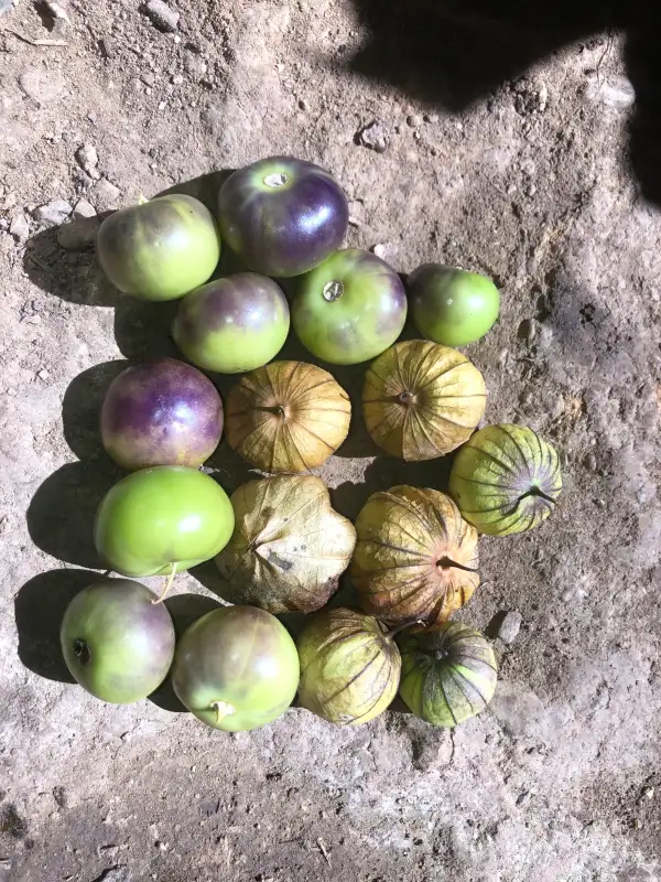 Physalis: Purple de Milpa (P. ixocarpa)