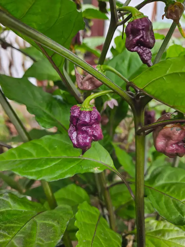 Chili: Purple Death