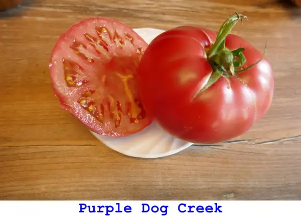 Tomaten: Purple Dog Creek