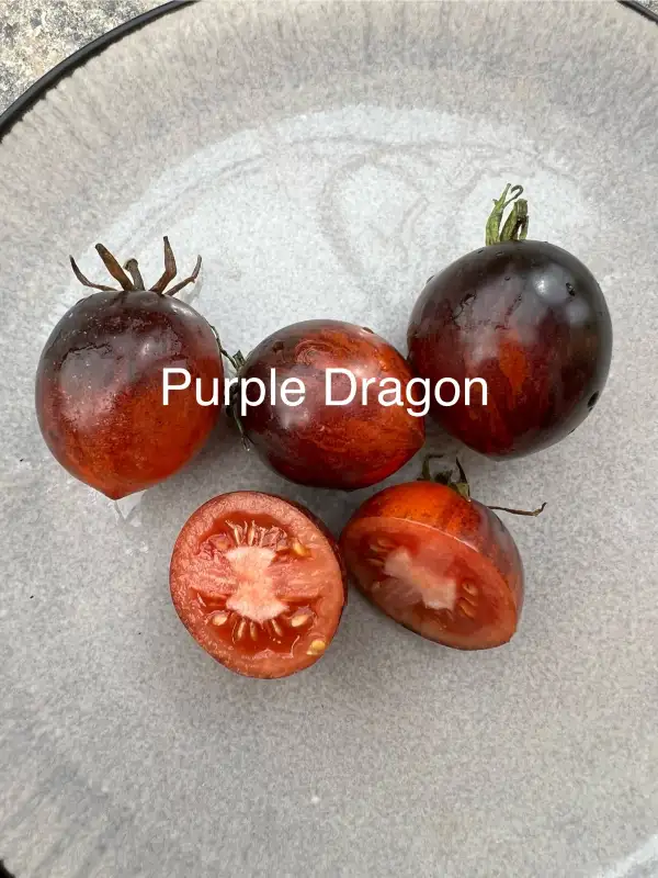 Tomaten: Purple Dragon