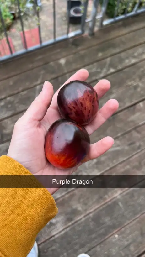 Tomaten: Purple Dragon