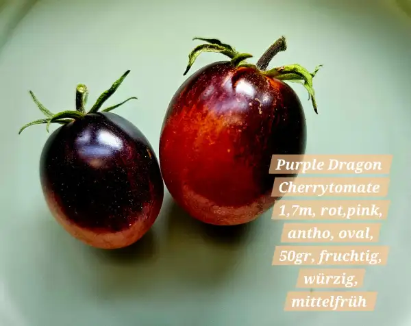 Tomaten: Purple Dragon