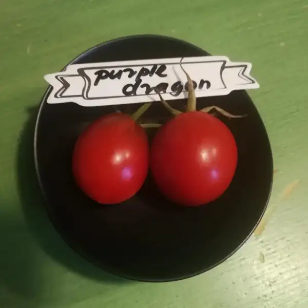 Tomaten: Purple Dragon