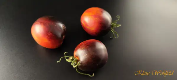 Tomaten: Purple Dragon