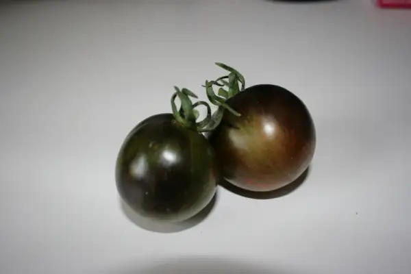 Tomaten: Purple Dragon
